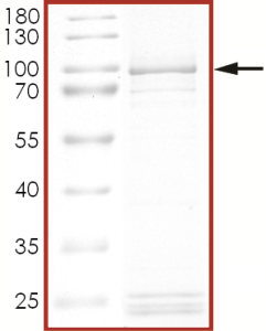 EGFR (d746-750 S768I), Active